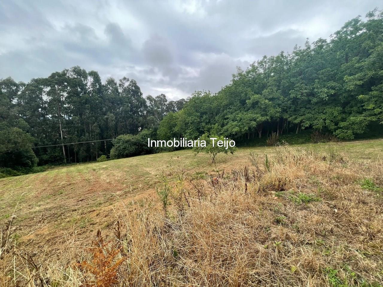 Foto 17 SE VENDE CASA CON FINCA EN PANTÍN