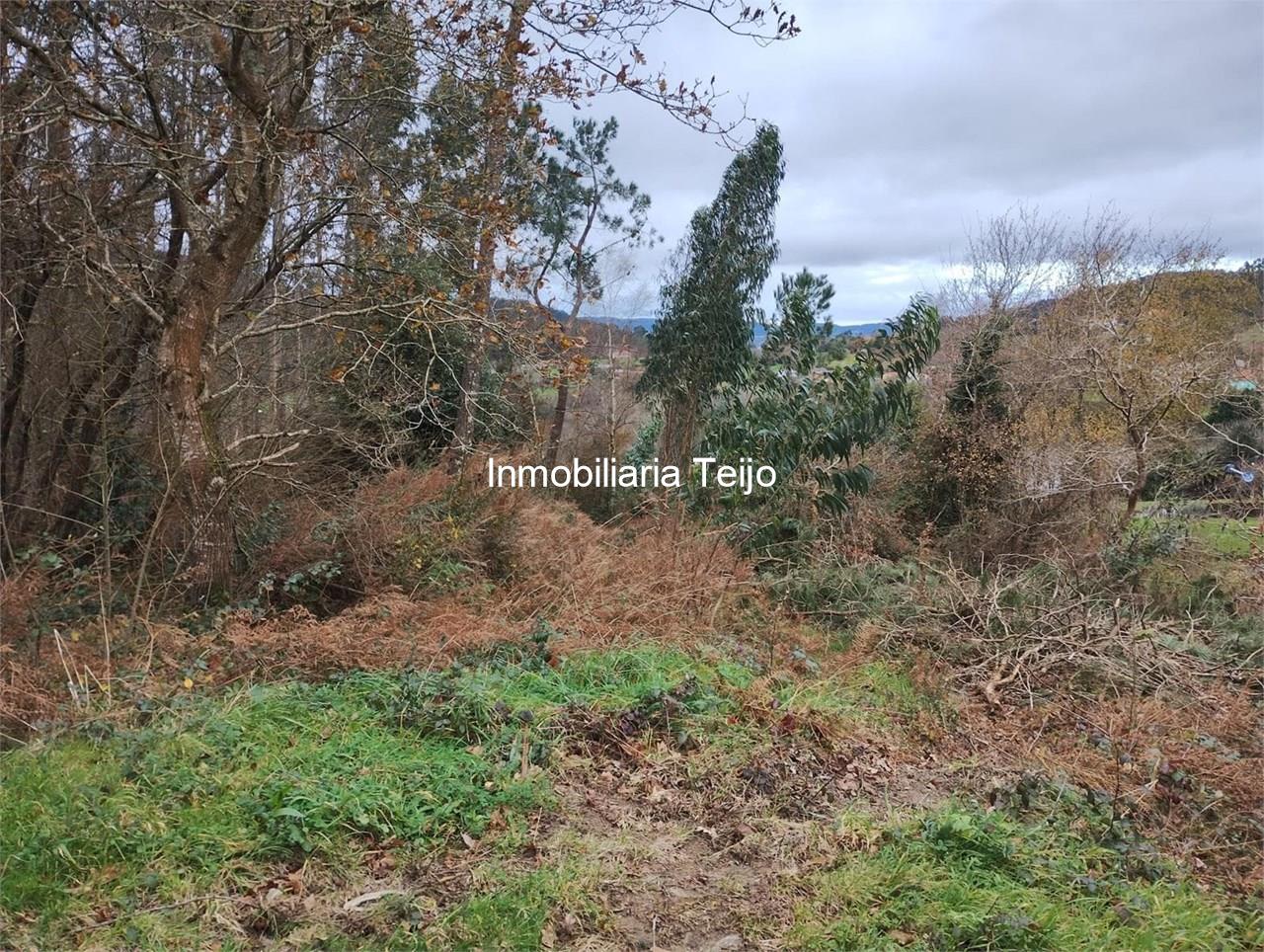 Foto 3 SE VENDE FINCA RUSTICA EN NEDA