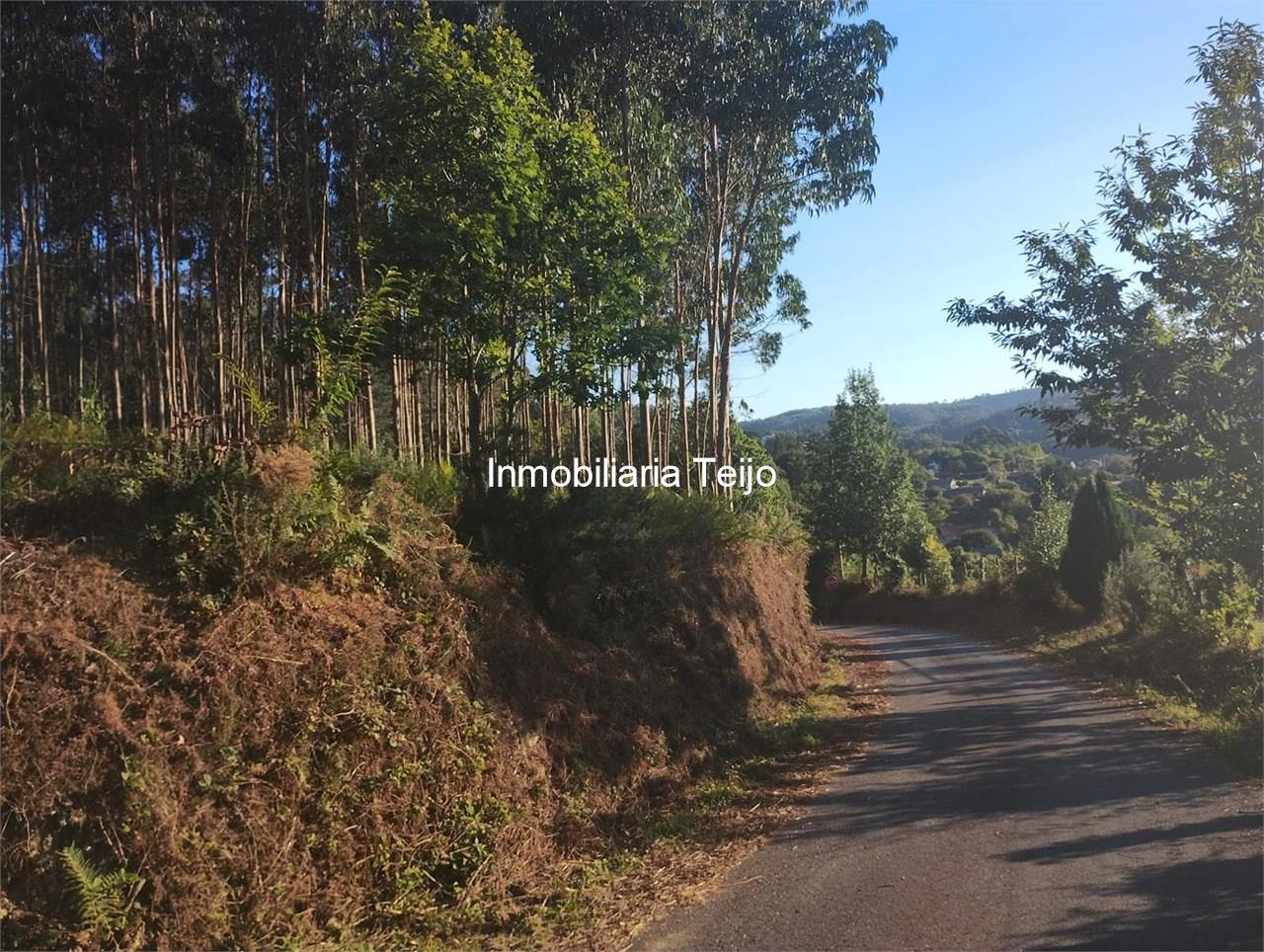 Foto 1 SE VENDE MONTE CON EUCALIPTO EN NEDA