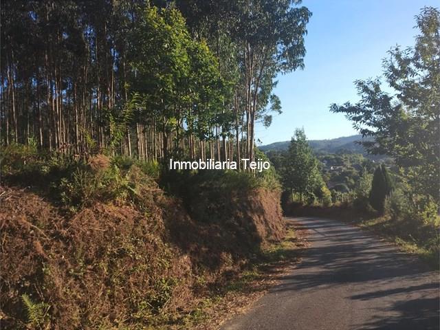 SE VENDE MONTE CON EUCALIPTO EN NEDA