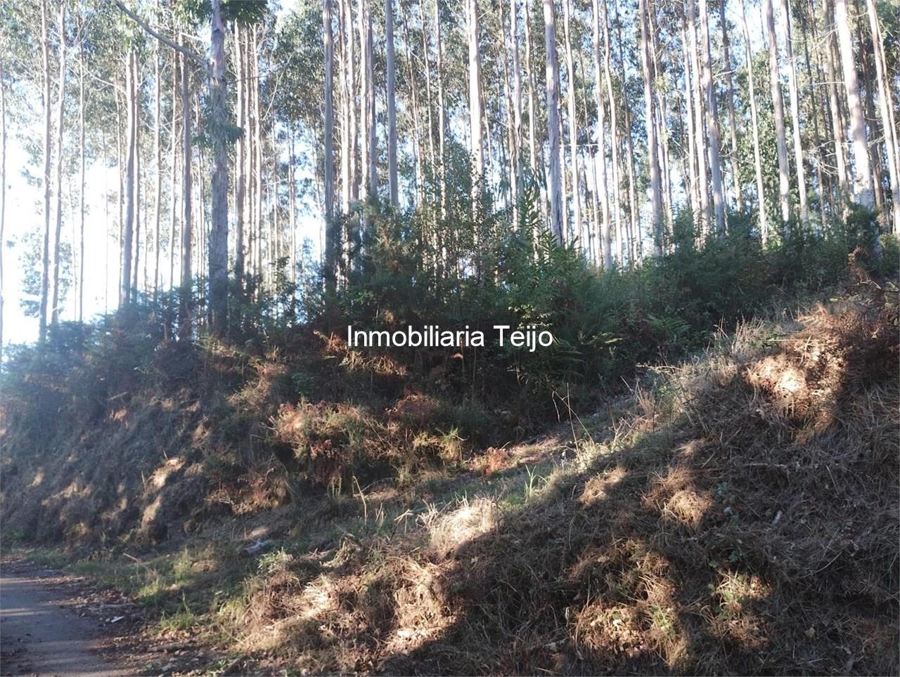 Foto 2 SE VENDE MONTE CON EUCALIPTO EN NEDA
