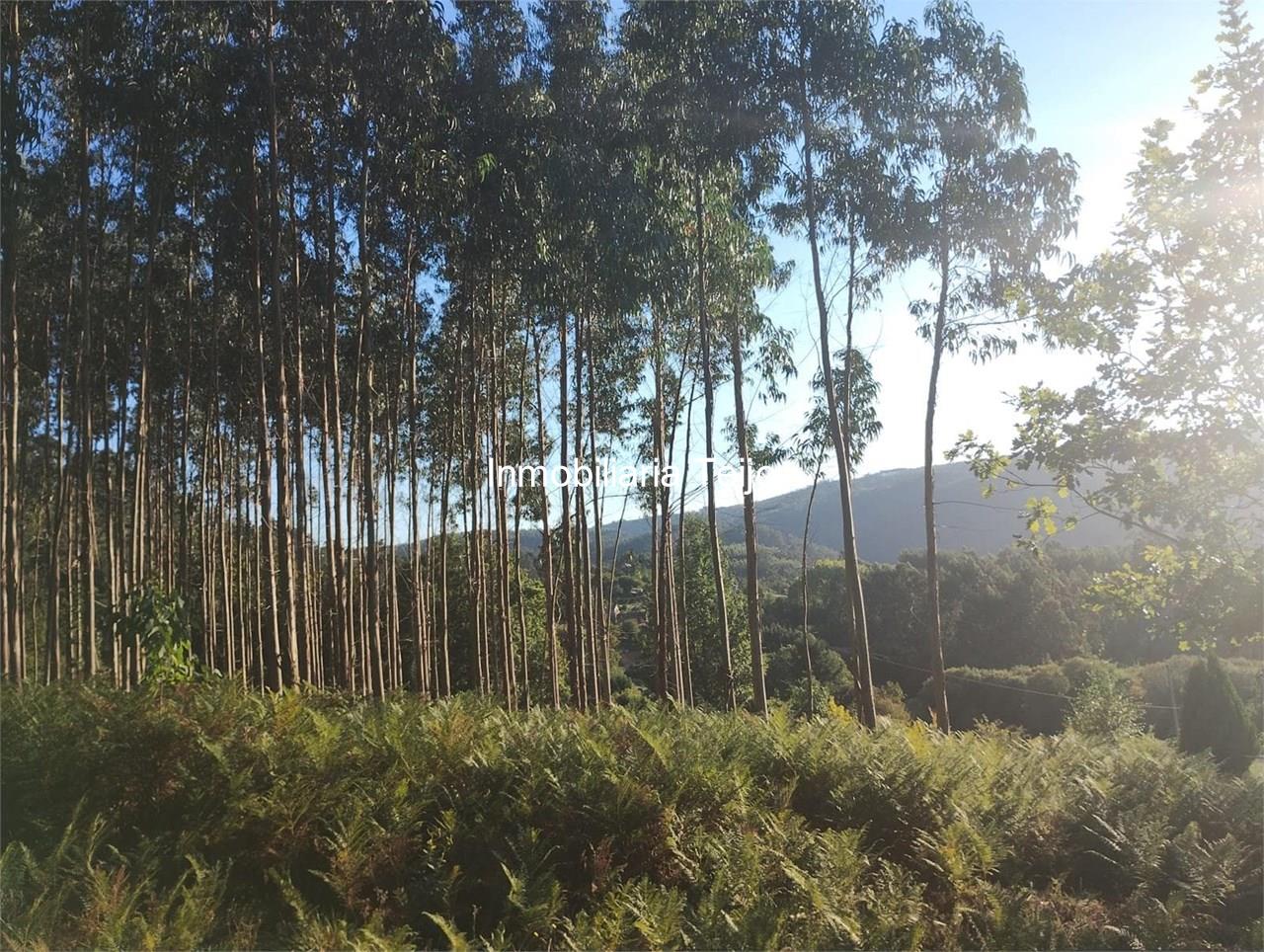 Foto 3 SE VENDE MONTE CON EUCALIPTO EN NEDA