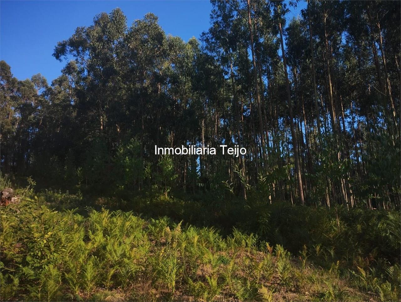Foto 4 SE VENDE MONTE CON EUCALIPTO EN NEDA