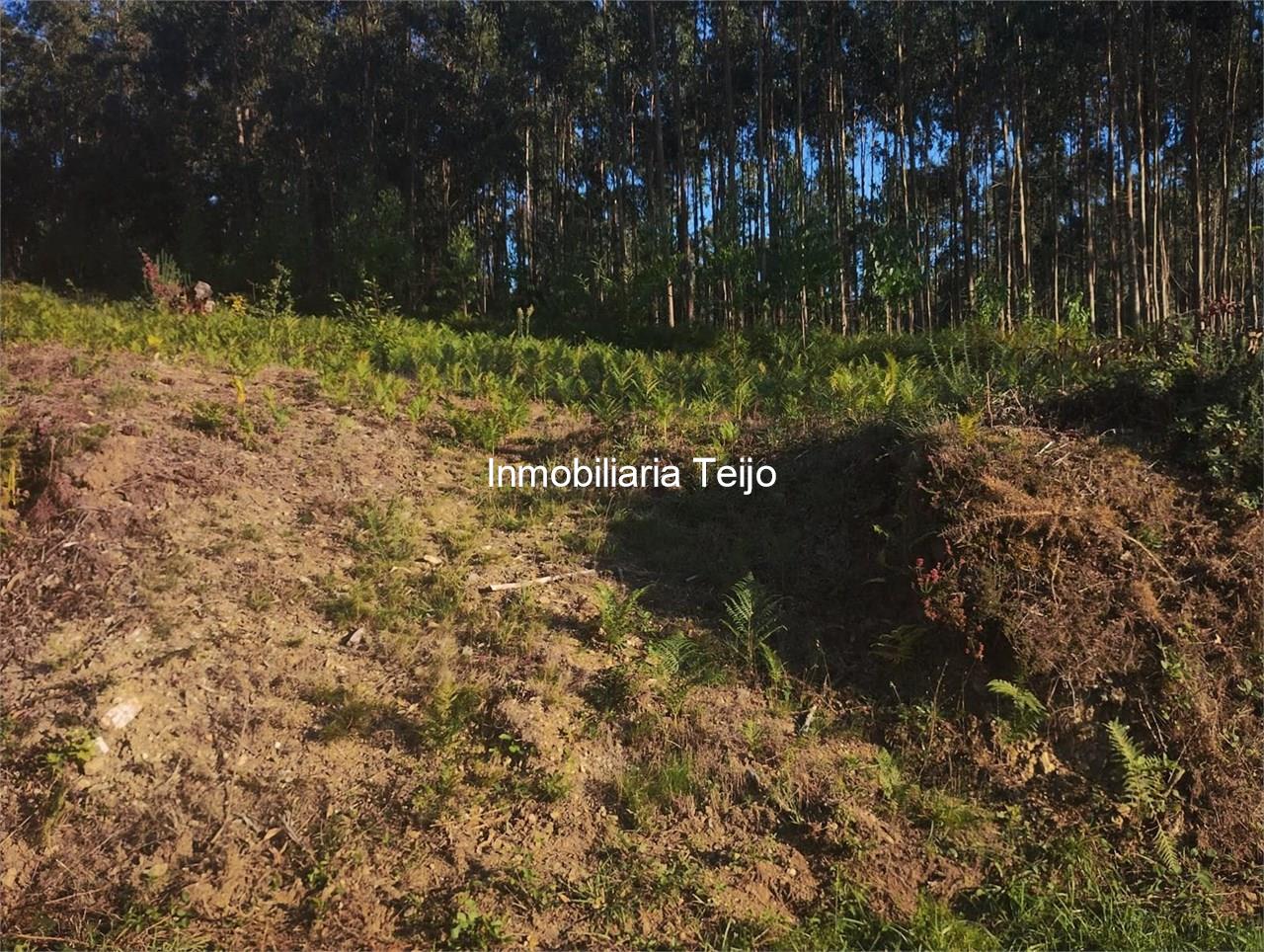 Foto 5 SE VENDE MONTE CON EUCALIPTO EN NEDA