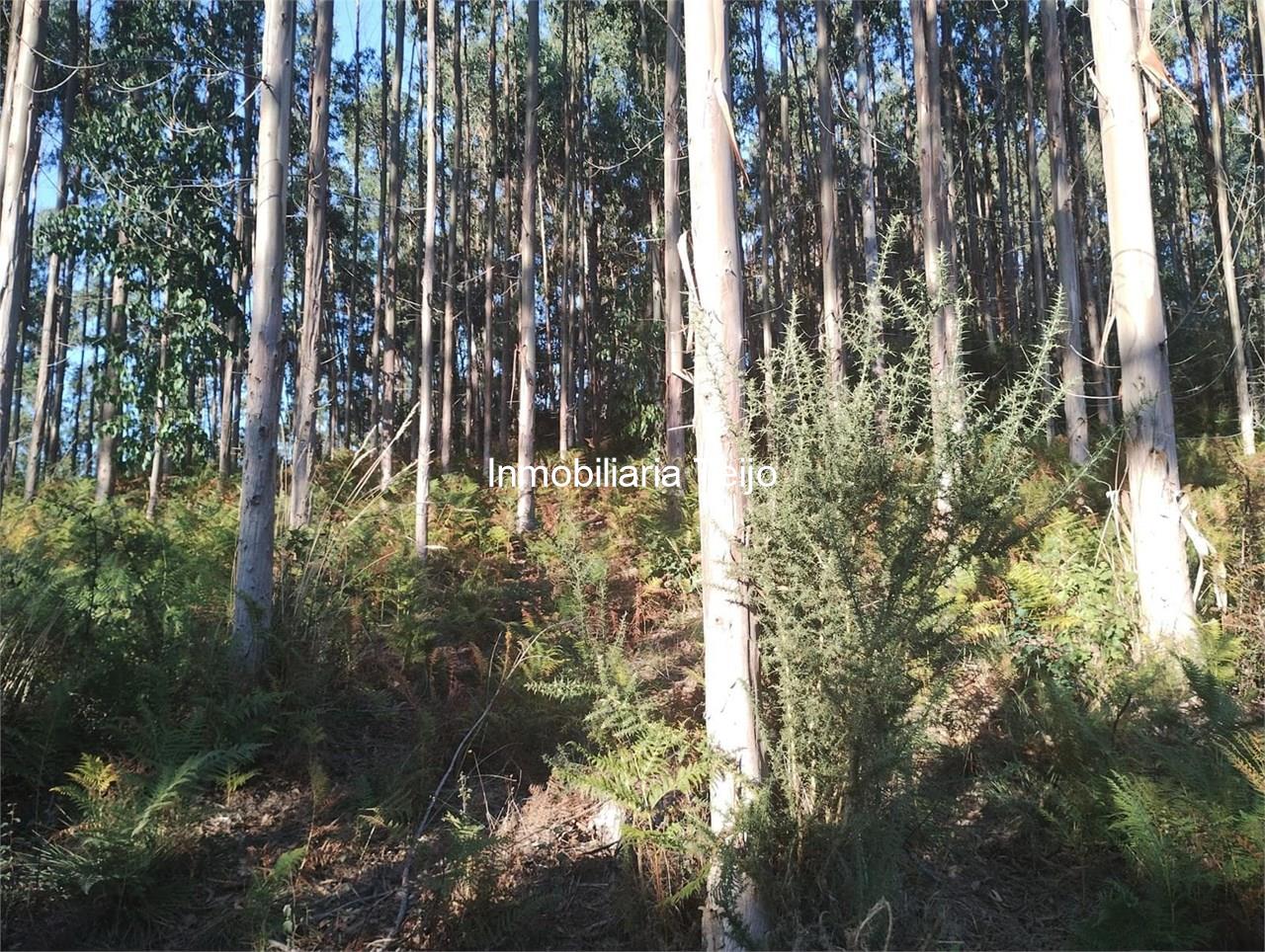 Foto 6 SE VENDE MONTE CON EUCALIPTO EN NEDA