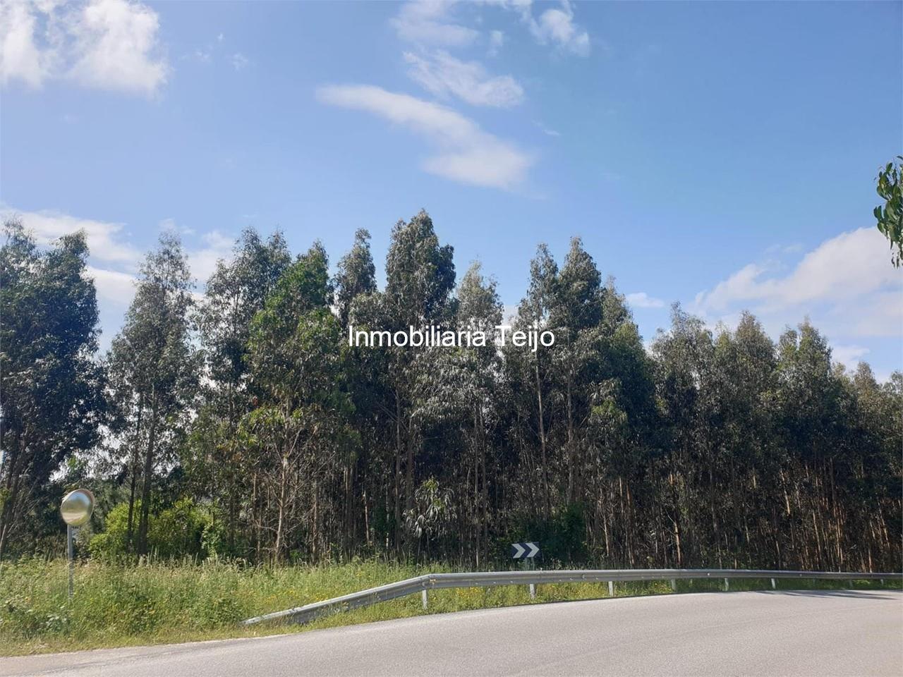 Foto 1 SE VENDE MONTE DE EUCALIPTOS DE 18.000 M2 EN FERROL