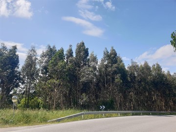 SE VENDE MONTE DE EUCALIPTOS DE 18.000 M2 EN FERROL