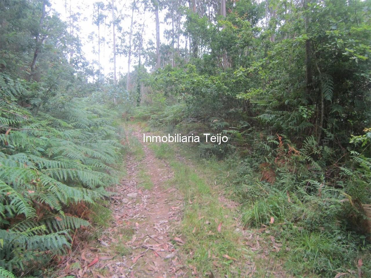 Foto 2 SE VENDE MONTE EN PEDROSO
