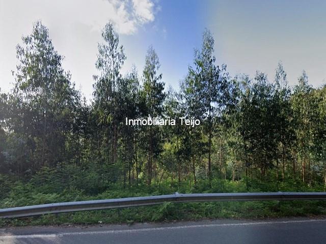 SE VENDE MONTE PARA EUCALIPTO EN MANDIÁ - Ferrol