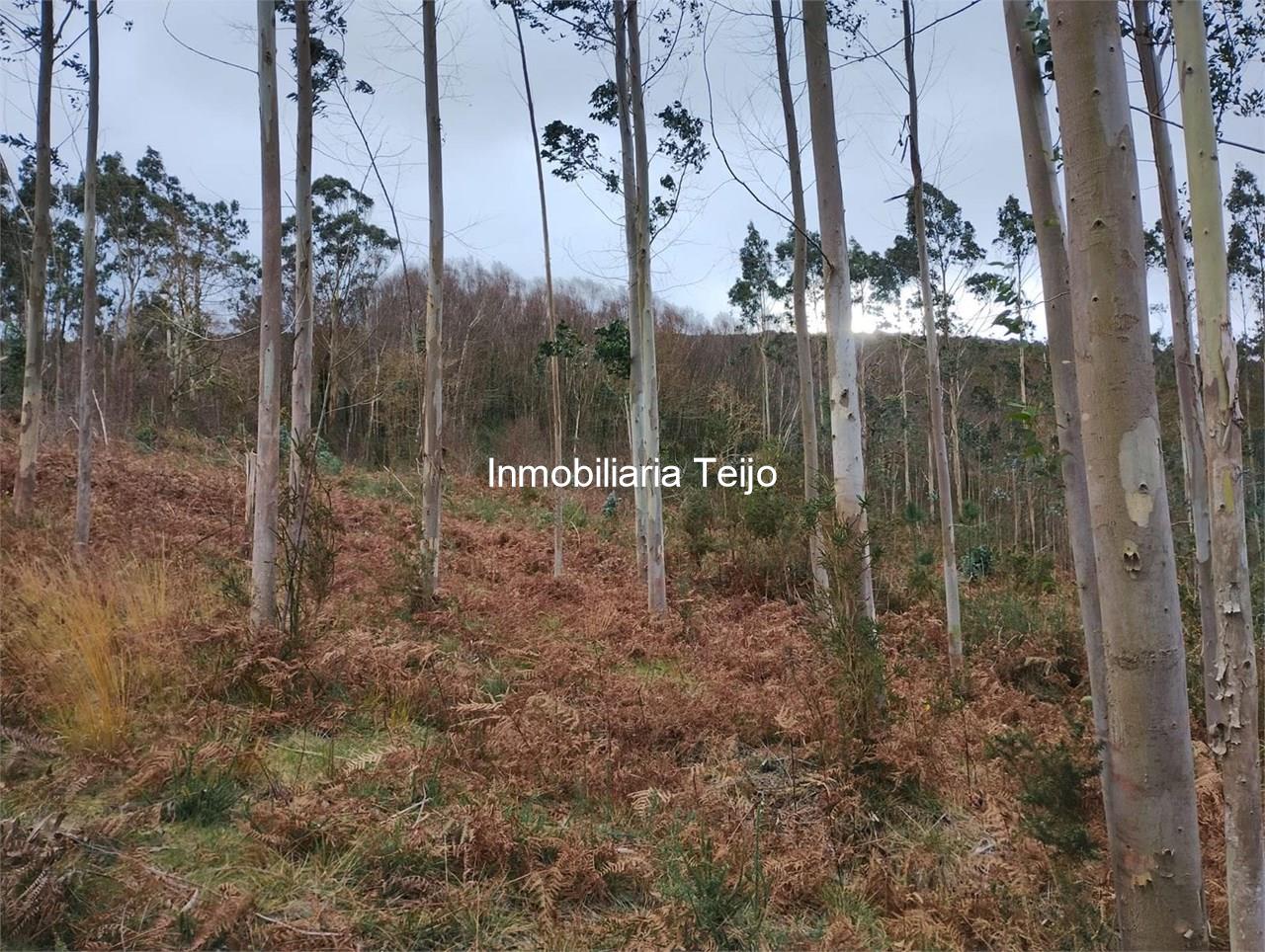 Foto 1 SE VENDE MONTE PEQUEÑO EN ANCA