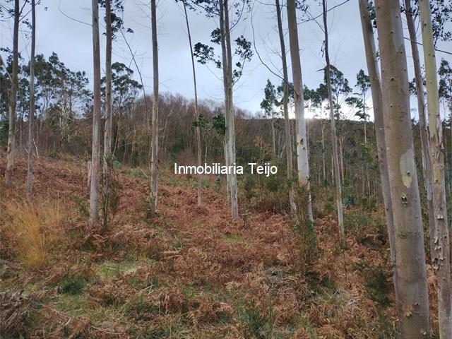 SE VENDE MONTE PEQUEÑO EN ANCA - Neda