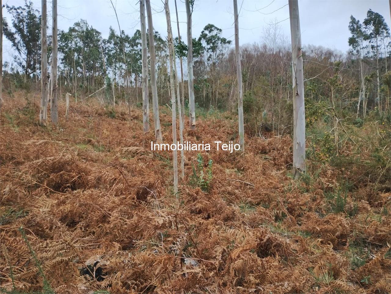 Foto 3 SE VENDE MONTE PEQUEÑO EN ANCA