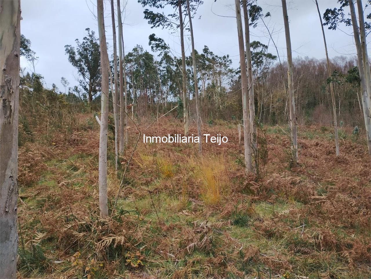 Foto 4 SE VENDE MONTE PEQUEÑO EN ANCA