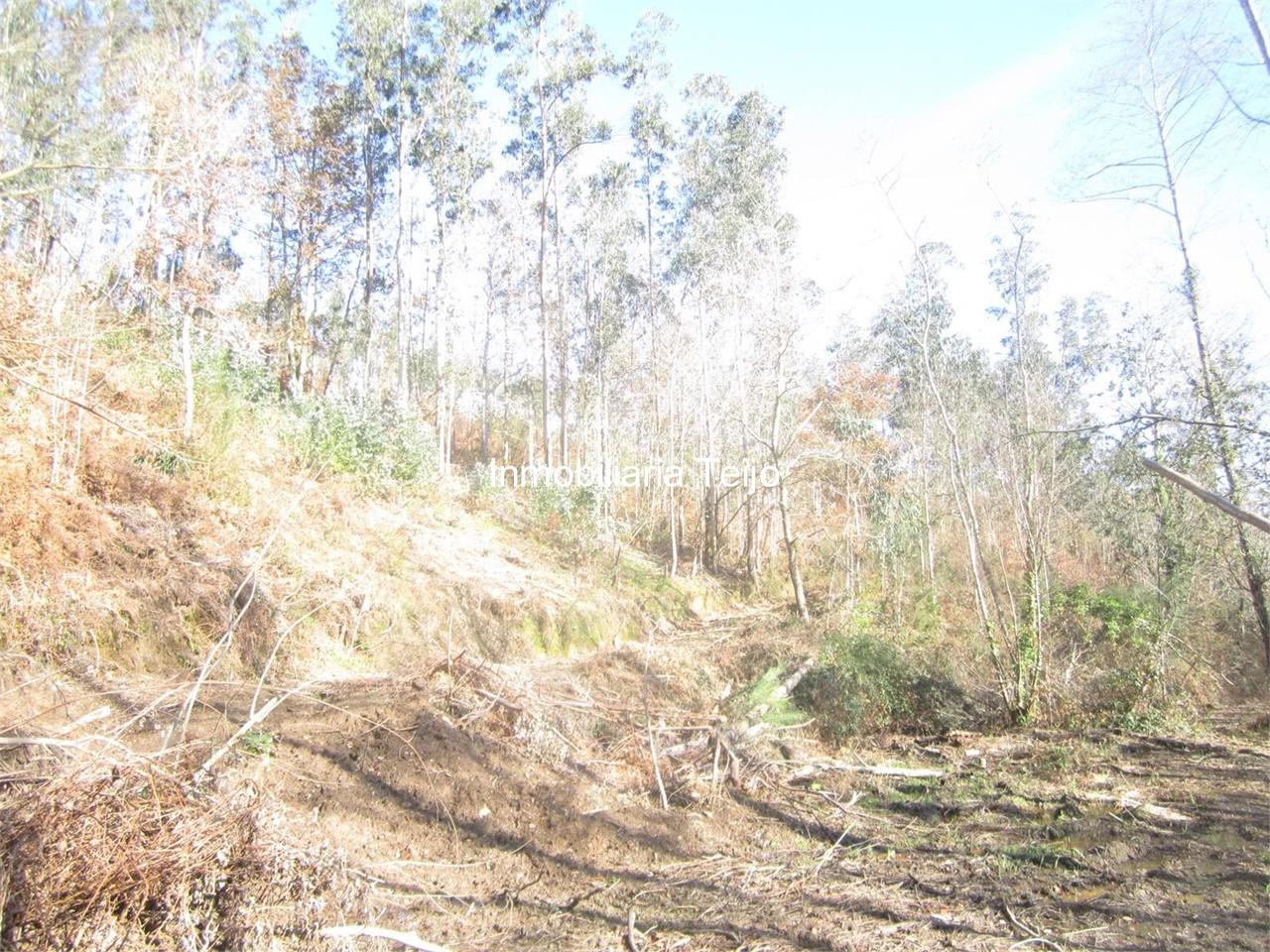 Foto 20 SE VENDE TERRENO CON CASA EN SAN SADURNIÑO