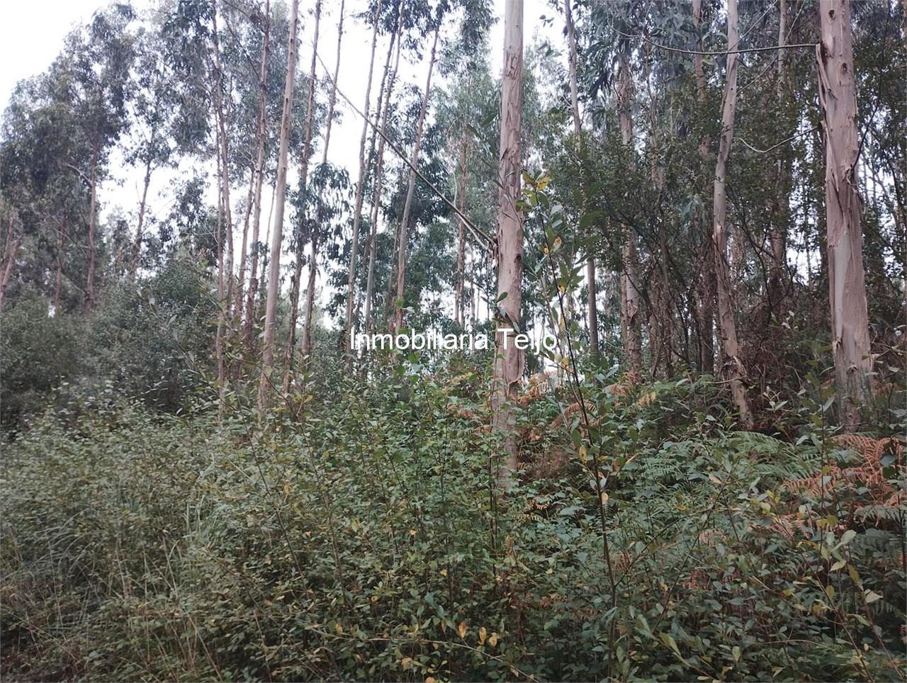 Foto 1 SE VENDEN DOS MONTES CON EUCALIPTO EN MEIRÁS