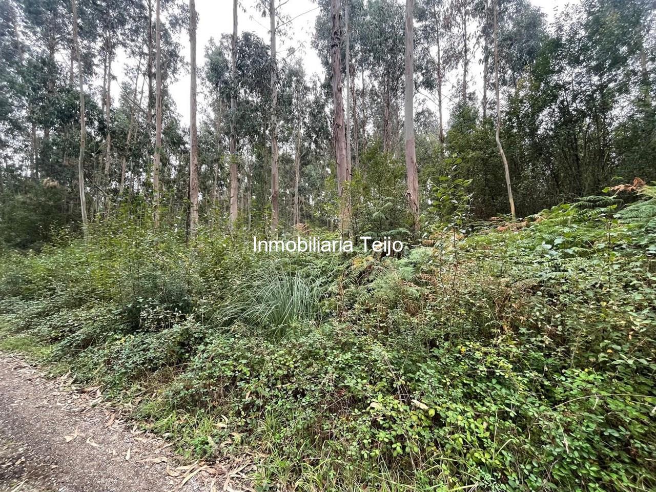 Foto 2 SE VENDEN DOS MONTES CON EUCALIPTO EN MEIRÁS