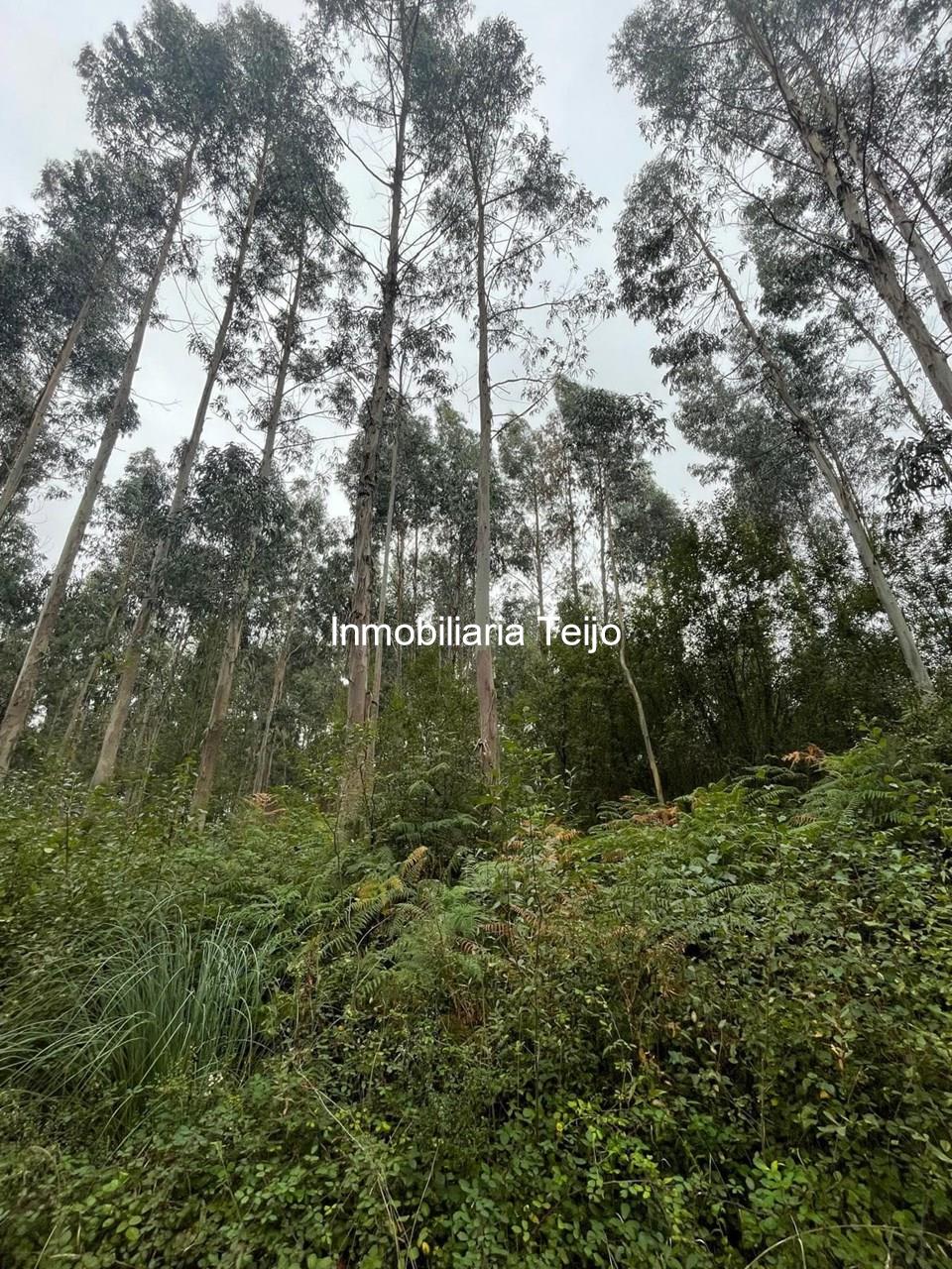 Foto 3 SE VENDEN DOS MONTES CON EUCALIPTO EN MEIRÁS