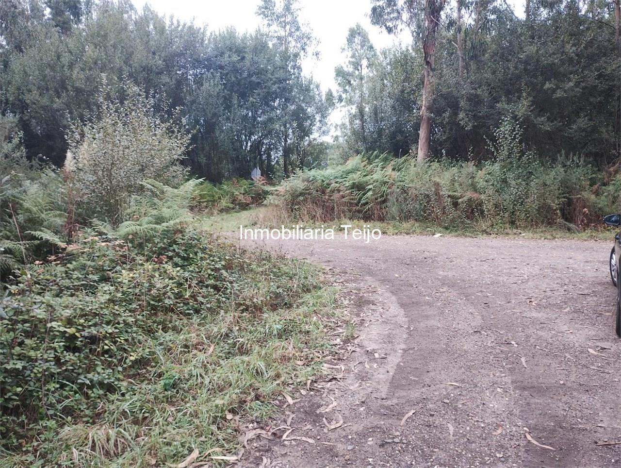 Foto 4 SE VENDEN DOS MONTES CON EUCALIPTO EN MEIRÁS