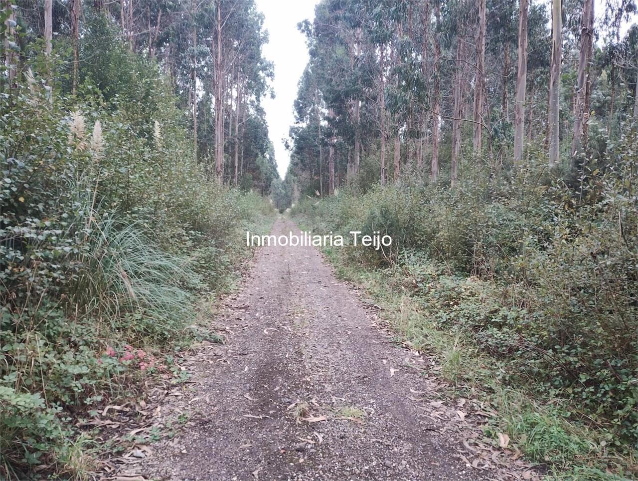 Foto 5 SE VENDEN DOS MONTES CON EUCALIPTO EN MEIRÁS