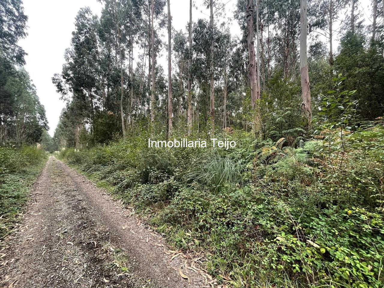 Foto 6 SE VENDEN DOS MONTES CON EUCALIPTO EN MEIRÁS