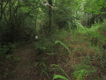 SE VENDEN MONTES EN SILLOBRE - Fene