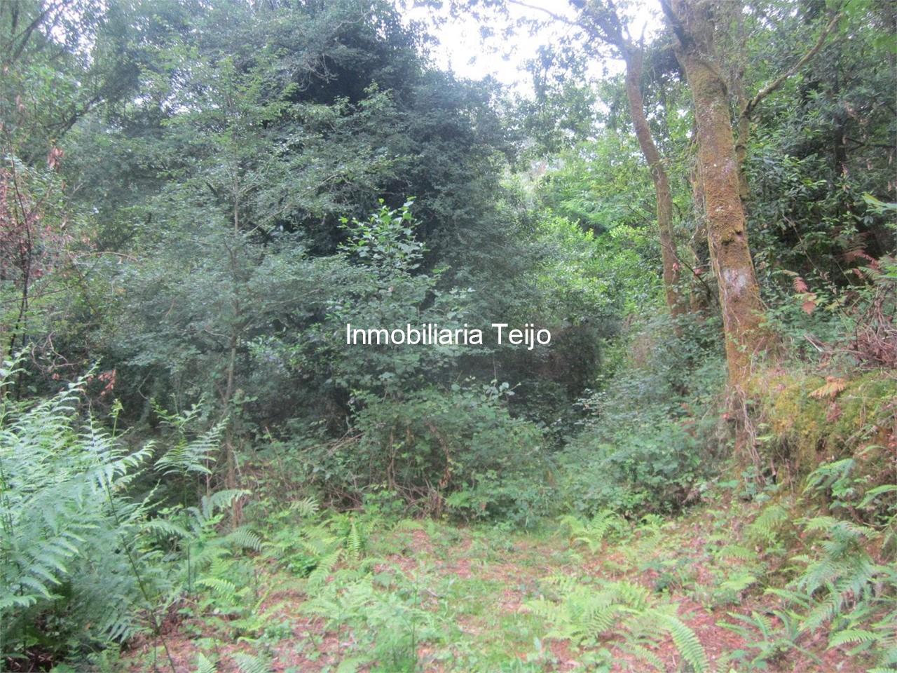 Foto 3 SE VENDEN MONTES EN SILLOBRE