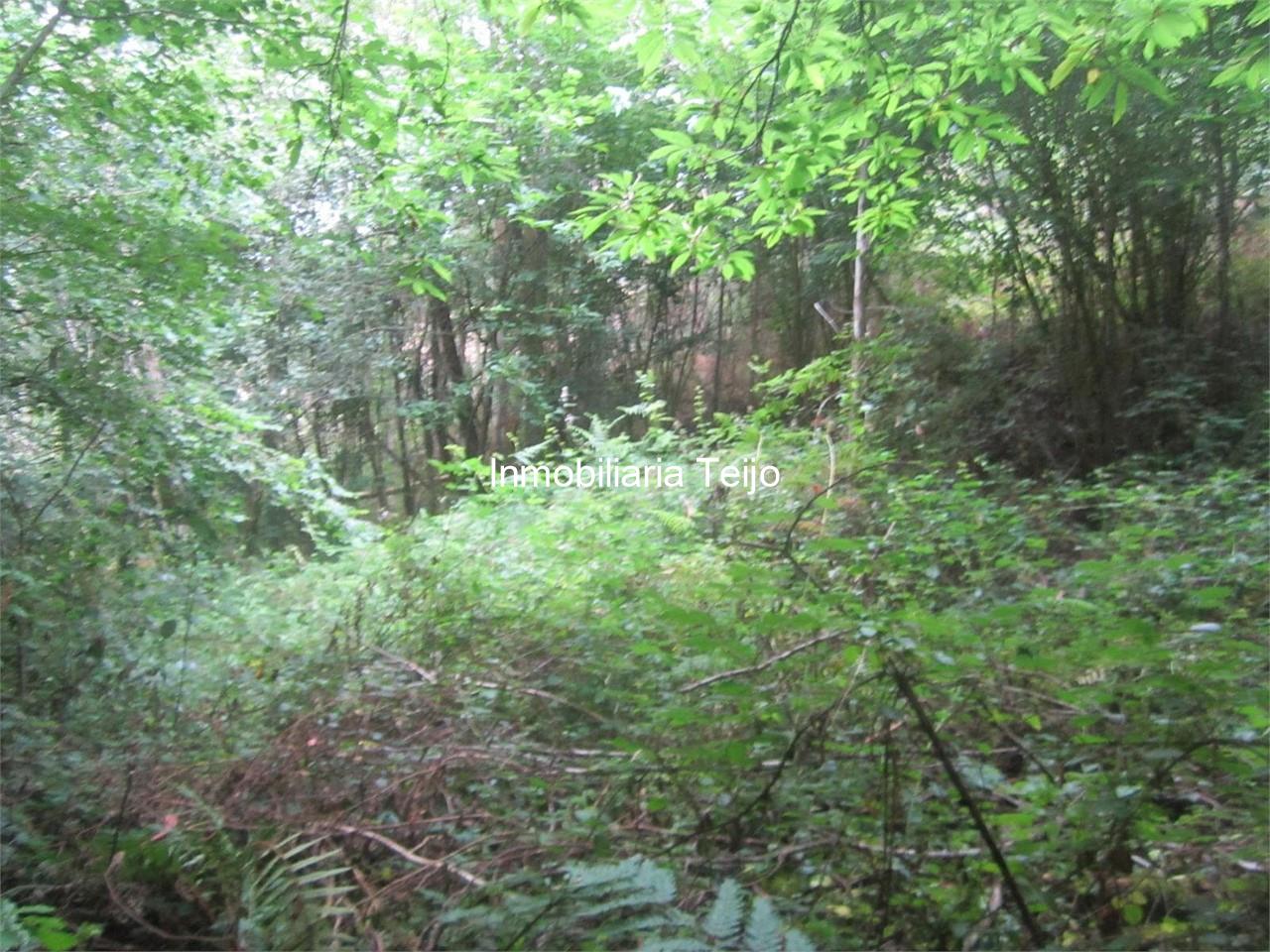 Foto 4 SE VENDEN MONTES EN SILLOBRE